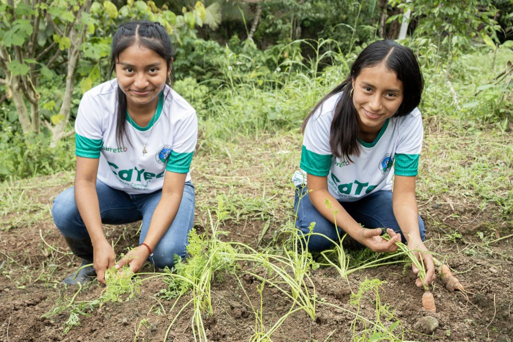 Students Catec Carrots harvested with CaTec students