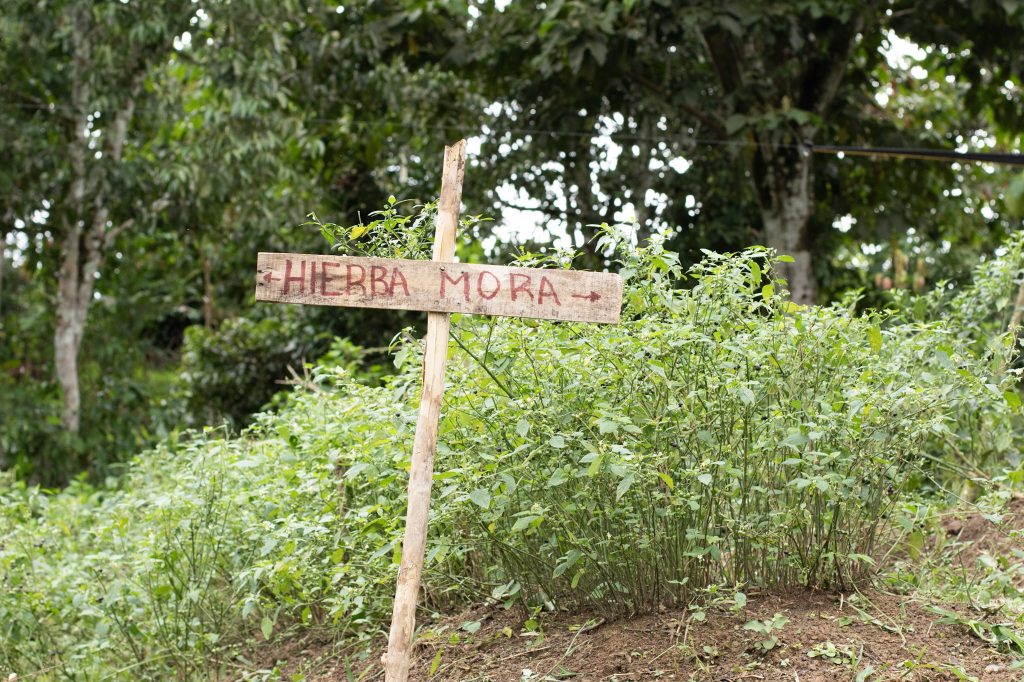 Hierba Mora Garden in Xchool Ixim