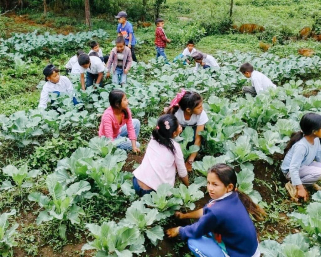 Children in school garden