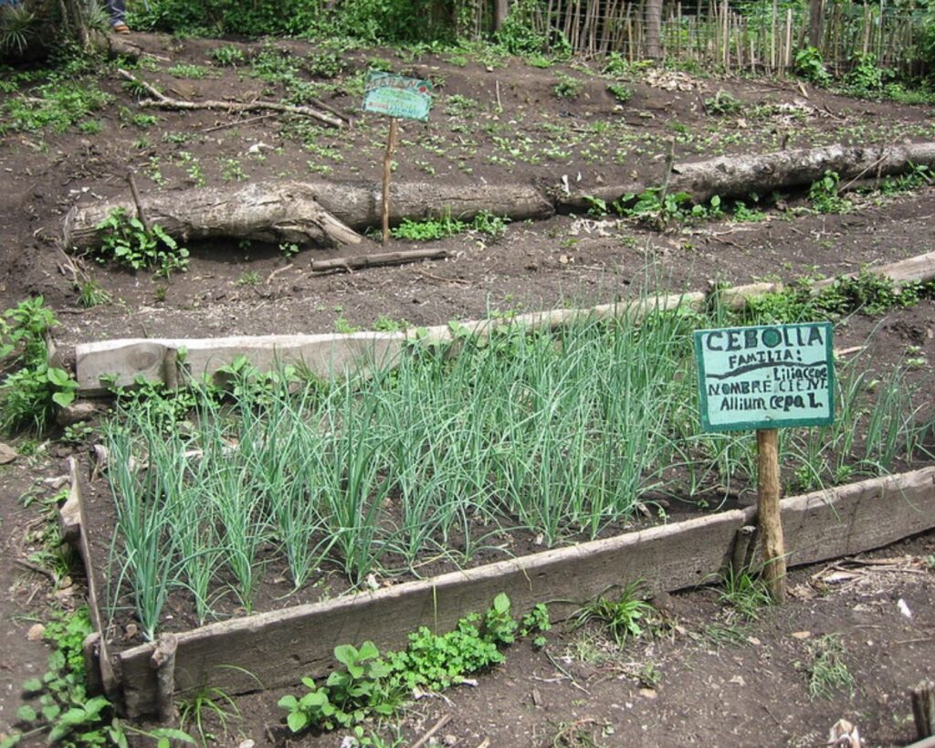 Fabretto school garden